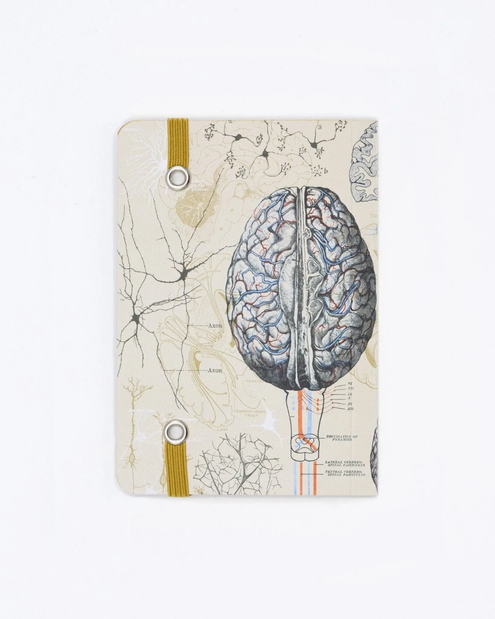 Brain Observation Softcover