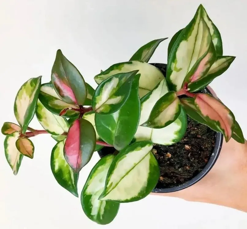 Hoya Krimson Princess Gift Box Set