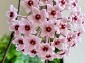 Hoya Krimson Princess Gift Box Set