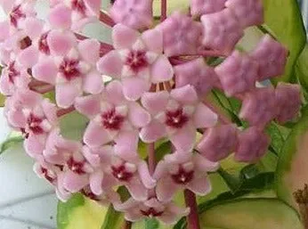 Hoya Krimson Princess Gift Box Set